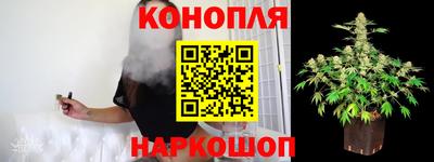 сатива Будённовск